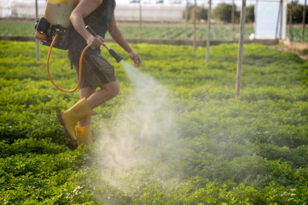 Best Mosquito Control Services  in Krum, TX