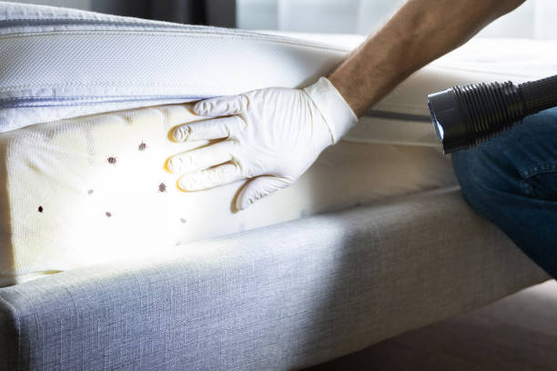 Best Local Pest Control Services  in Krum, TX