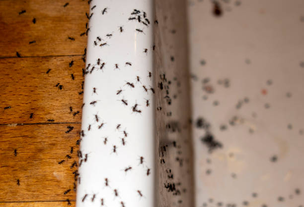 Best Pest Control Cost  in Krum, TX